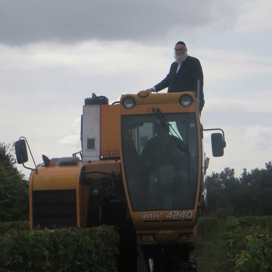 HaRav Michoel Scharf supervising the harvesting of wine grapes in France.
